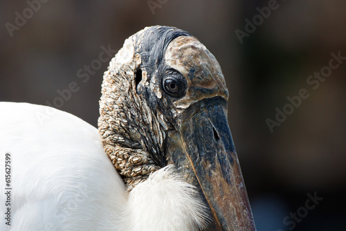 portrait of a woodstork