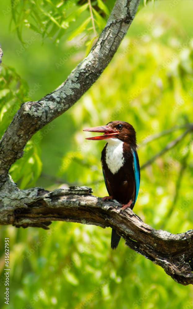 kingfisher bird nature wall paper kingfisher bird nature wall paper
