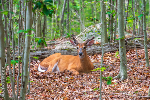 deer in the woods