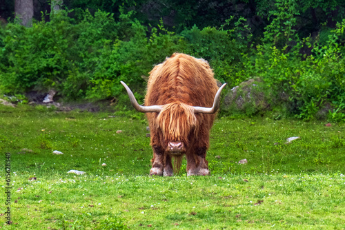 cow in a field