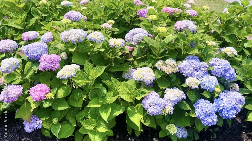 Medium shot of vibrant and beautiful Hydrangea flowers (Hydrangea macrophylla) on a sunny summer day 4K, UHD, 3840 × 2160 Medium shot of vibrant and beautiful Hydrangea flowers (Hydrangea macrophylla) on a sunny summer day 4K, UHD, 3840 × 2160