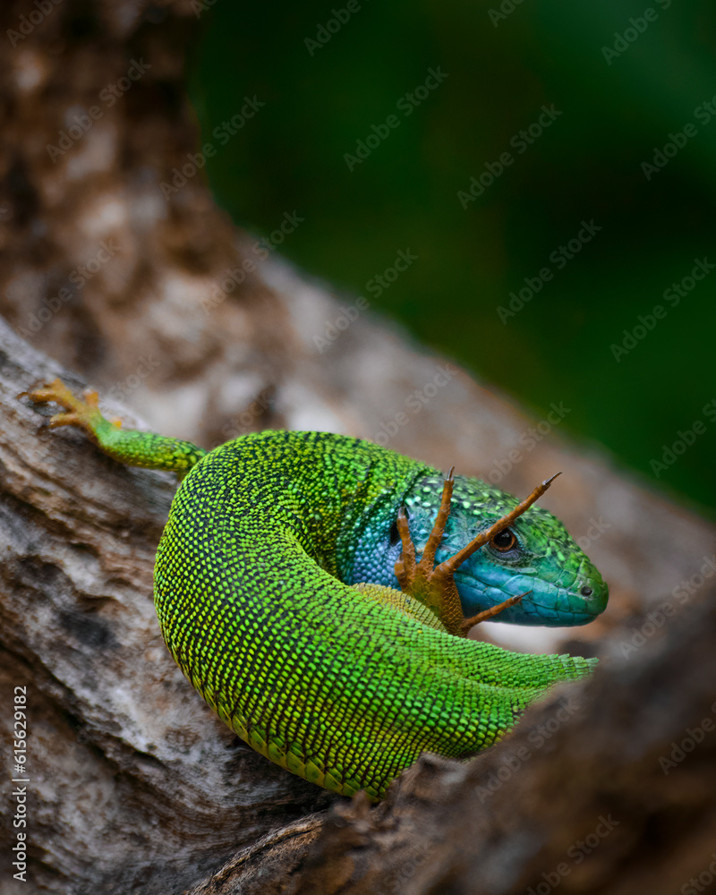Fototapeta premium green lizard on a branch
