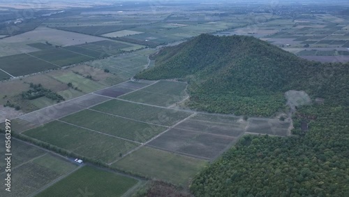 Aerial flight over beautiful vineyard landscape in Napareuli, Georgia photo