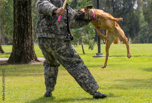 A Belgian Malinois going through bite and protection training