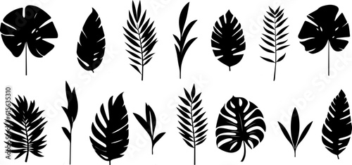 Set of tropical leaves.Collection of exotic palm leaves.Monstera leaf and banana leaves.Botanical plant collection.Leaf icon set.Jungle plant.