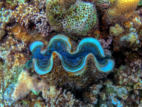 sea clam in the coral reef