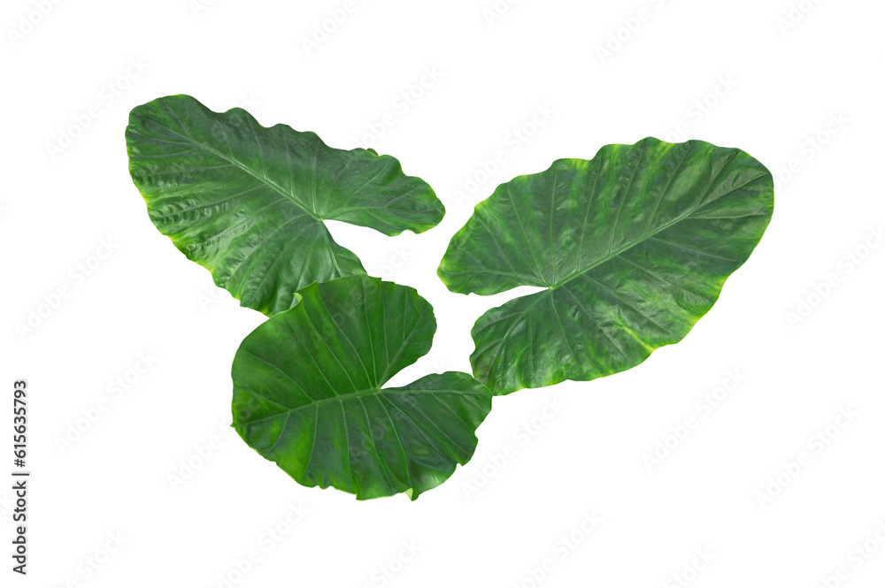 Elephant ear. Giant taro leaves isolated on white background. Elephant ear. Giant taro leaves isolated on white background.