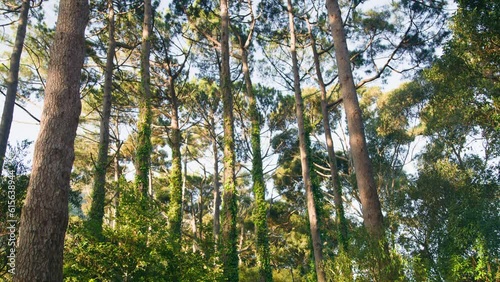 Looking up in to high green trees with the sun shining through with fern on the trunks photo