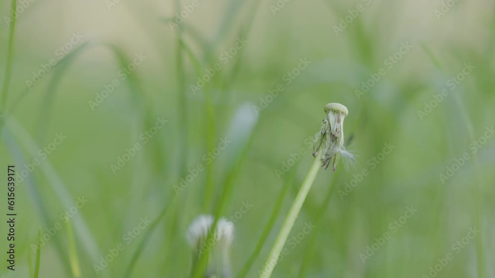 Macro close-up on a piece of dandelion residue in green grass around Macro close-up on a piece of dandelion residue in green grass around