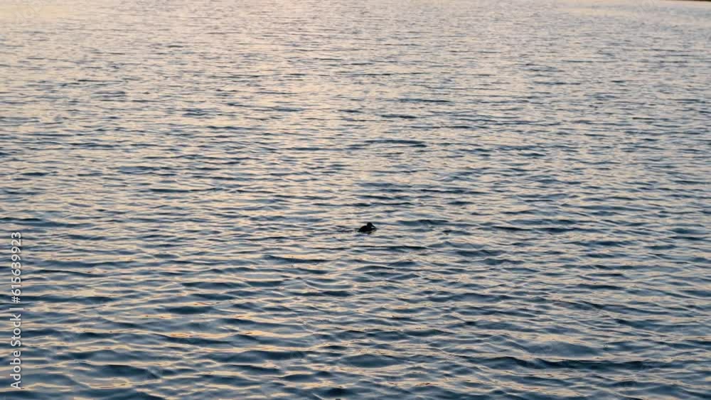 Silhouette of a duck swimming in a watery river. poultry and birds video. Silhouette of a duck swimming in a watery river. poultry and birds video.