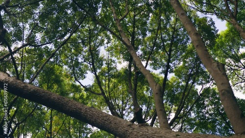 Looking up to tree crown with green leaves and brown branches at daylight in Kirstenbosch botanical garden photo