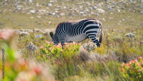Mountain zebra eating in green field with red flowers with mountain in background at cape point national park