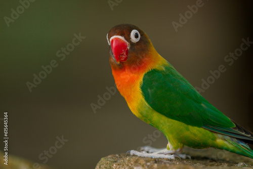 Cute Lovebird Parrot, animal closeup 