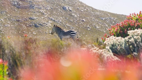 Mountain zebra surrounded by colorful flowers at cape point national park