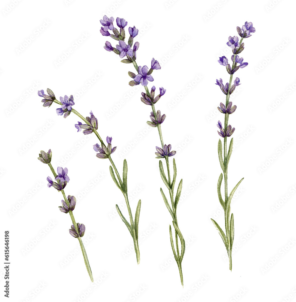 Obraz premium watercolor drawing lavender plants with flowers and green leaves isolated at white background, hand drawn illustration