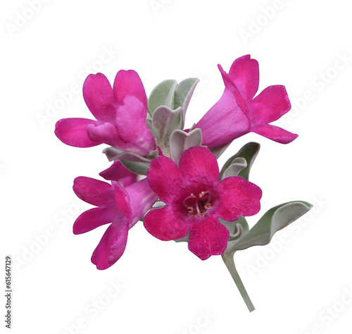 Fotografia Close up pink-purple Leucophyllum frutescens or  Ash bush or Ash plant or Barometer bush or Purple sage or Sensia or Texas ranger or White sage flowers bouquet isolated on transparent background