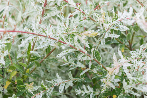 salix integra thunberg prettier than a flower. Salix integra, Hakuro-Nishiki, 