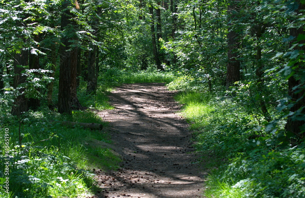 Forest path on a sunny June morning. Moscow region Russia Forest path on a sunny June morning. Moscow region Russia