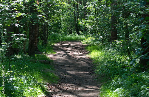 Forest path on a sunny June morning. Moscow region Russia