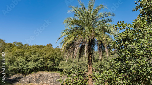 Indian jungle landscape in summer. Impenetrable thickets of bushes, deciduous and a beautiful spreading palm tree against the blue sky. Ranthambore National Park.