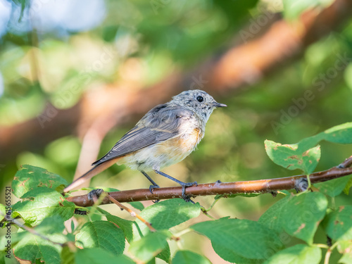 The common redstart, Phoenicurus phoenicurus, young bird, is photographed in close-up sitting on a branch against a blurred background. © Dmitrii Potashkin