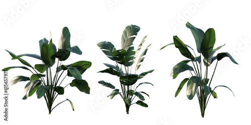 isolated strelitzia plant, best use for landscape design, best use for post production render. photo