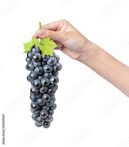 Hand hold black grape isolated on white background.