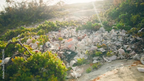 Pile of broken shells between bushes with sun in background at cape point national park
