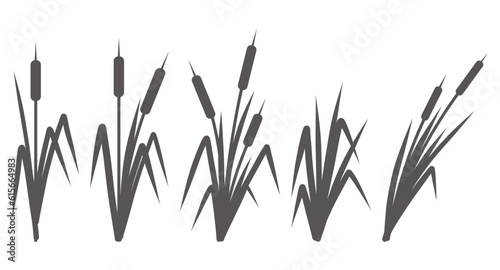 Silhouette of a reed in the grass. Swamp and river plants. Cattail isolated on white background. Vector flat illustration
