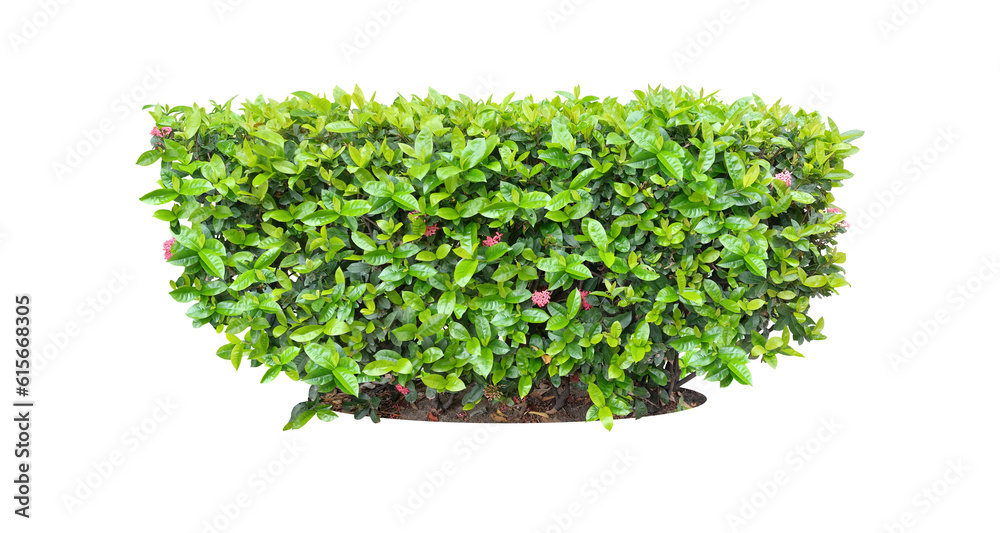 Naklejka premium Ixora Red needle flower. (png) Ornamental plants and evergreen shrubs (shrubs) square shape. For making fences and decorating the garden for beauty.