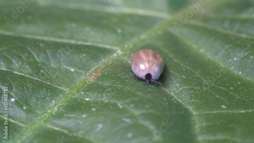 Tick parasite full of bllod and potentially carrying Lyme Disease is crawling on a green leaf in nature - Closeup Macro photo