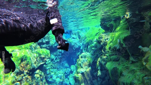 Underwater perspective of wetsuit diver swimming in clear transparent Icelandic waters between two tectonic plates, Thingvellir in Iceland photo