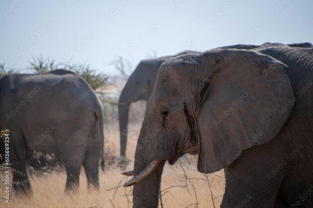 Obraz premium A herd of African Elephant -Loxodonta Africana- is grazing on the plains of Etosha National Park, Namibia.