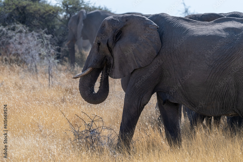 A herd of African Elephants -Loxodonta Africana- grazing on the plains of Etosha National Park, Namibia. A herd of African Elephants -Loxodonta Africana- grazing on the plains of Etosha National Park, Namibia.