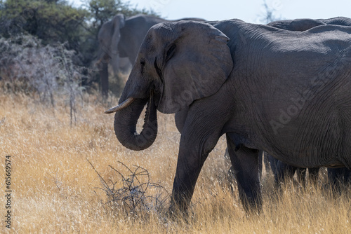 A herd of African Elephants -Loxodonta Africana- grazing on the plains of Etosha National Park  Namibia.