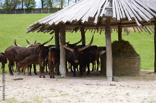 Closeup Bos primigenius f. taurus known as Domestic tour - watusi or Bechuan cattle in spring scenery photo