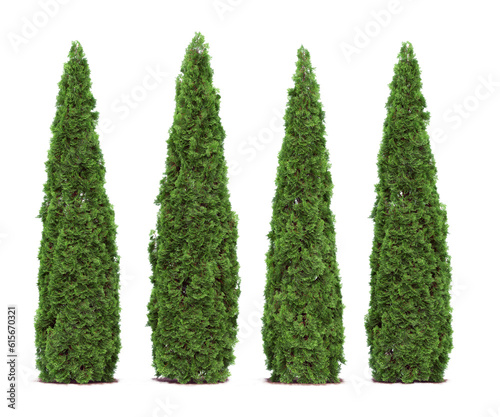 Tall cypress tree wall or Row of tall evergreen thuja occidentalis trees green hedge fence. Png transparency