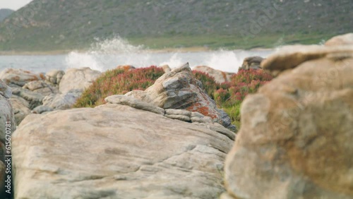 Rock surrounded by red flowers with ocean in background at cape point national park