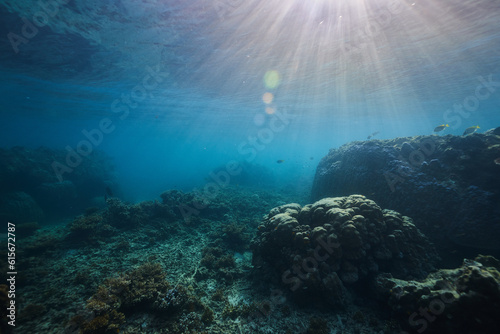 underwater scene of a reef