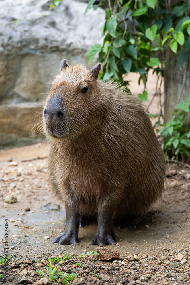 Capybara (Hydrochoerus hydrochaeris) resting in the zoo, The biggest mouse around the world, it animal rodent is big size Capybara (Hydrochoerus hydrochaeris) resting in the zoo, The biggest mouse around the world, it animal rodent is big size