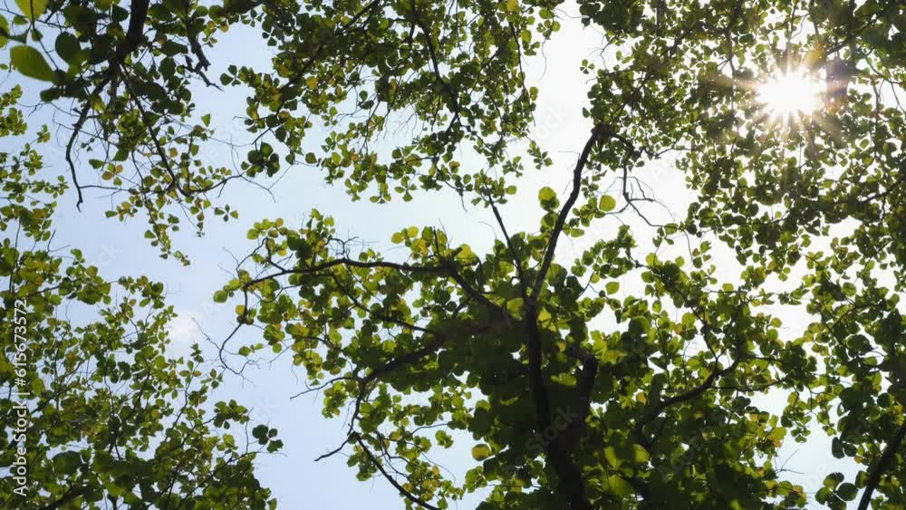 Sun rays shines through the green foliage of the trees against the blue summer sky, camera looks up in the park 4K beautiful nature concept footage. Sun rays shines through the green foliage of the trees against the blue summer sky, camera looks up in the park 4K beautiful nature concept footage.