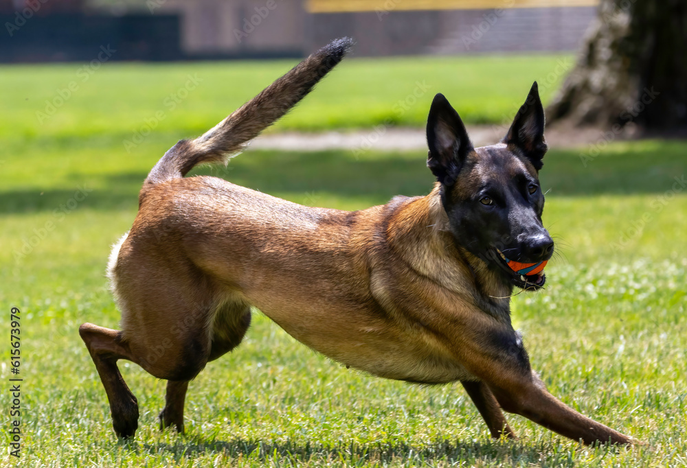 A Belgian Shepard playing in the park A Belgian Shepard playing in the park