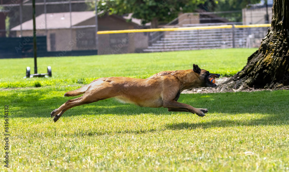A Belgian Shepard playing in the park A Belgian Shepard playing in the park
