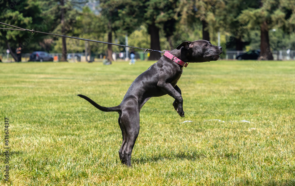 a pitbull puppy training on a leash a pitbull puppy training on a leash