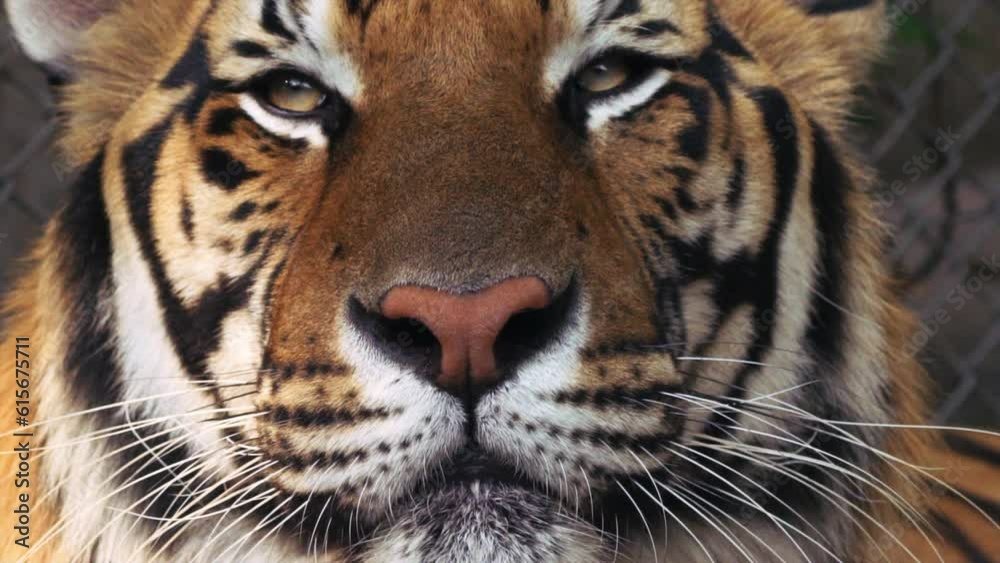 Close up encounters Bengal tiger Chaing Mai Thailand Tiger Kingdom slow motion stunning eyes whiskers pattern markings tongue in captivity tourist attraction hopefully no animal abuse drugged animal Close up encounters Bengal tiger Chaing Mai Thailand Tiger Kingdom slow motion stunning eyes whiskers pattern markings tongue in captivity tourist attraction hopefully no animal abuse drugged animal