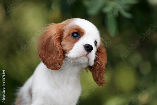 Canvas Print Cute little puppy cavalier king charles spaniel