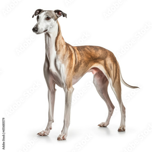 A full body shot of a graceful Greyhound  Canis lupus familiaris 