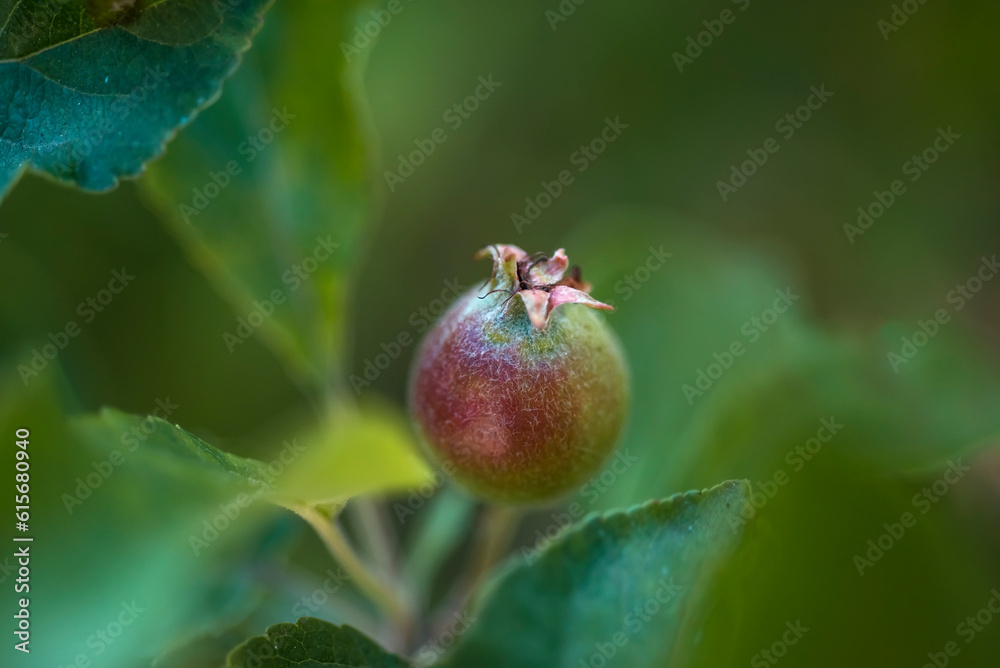 Young apples on a branch in the garden close-up. Eco products. natural background Young apples on a branch in the garden close-up. Eco products. natural background