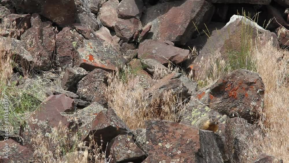 Furry Yellow-bellied Marmot runs over rock boulders and dry grasses Furry Yellow-bellied Marmot runs over rock boulders and dry grasses