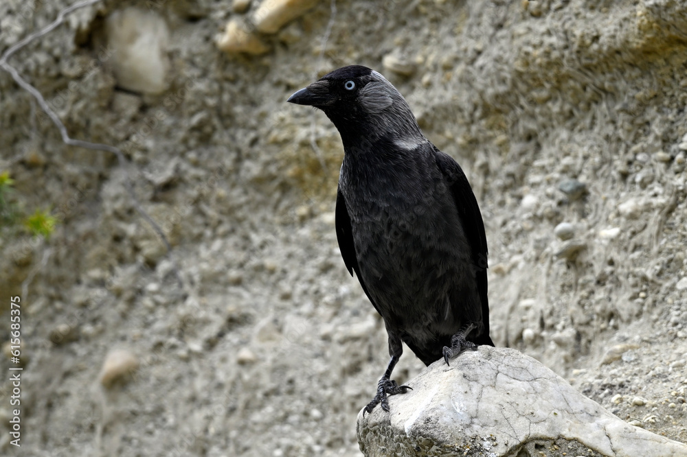 Jackdaw // Dohle (Corvus monedula soemmeringi) - Greece Jackdaw // Dohle (Corvus monedula soemmeringi) - Greece